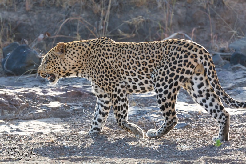 Leopard Walking 3