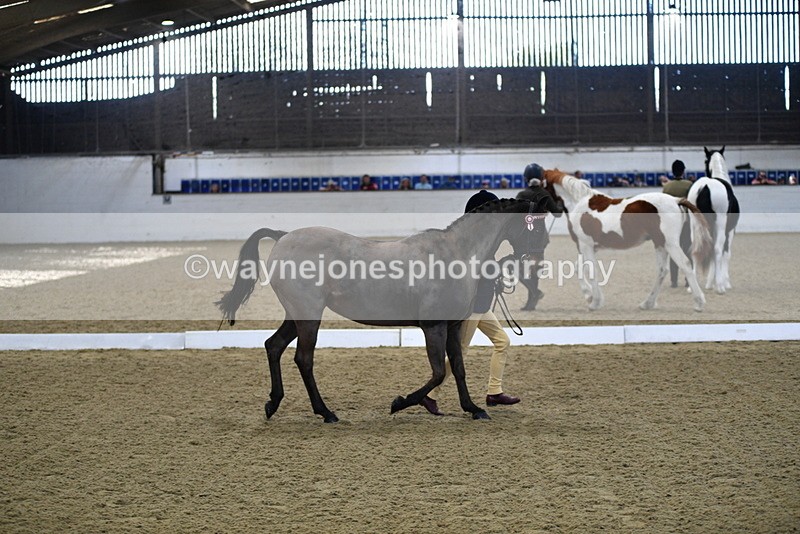 WJ5_3595 - Class 5 In Hand Veterans