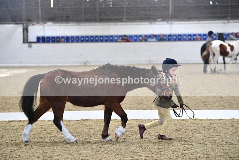 WJ5_3776 - Class 5 In Hand Veterans