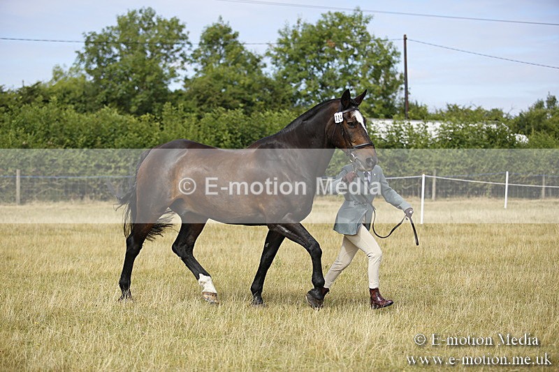 _C7A9366 - BVRC Sow 2018 Ring 2