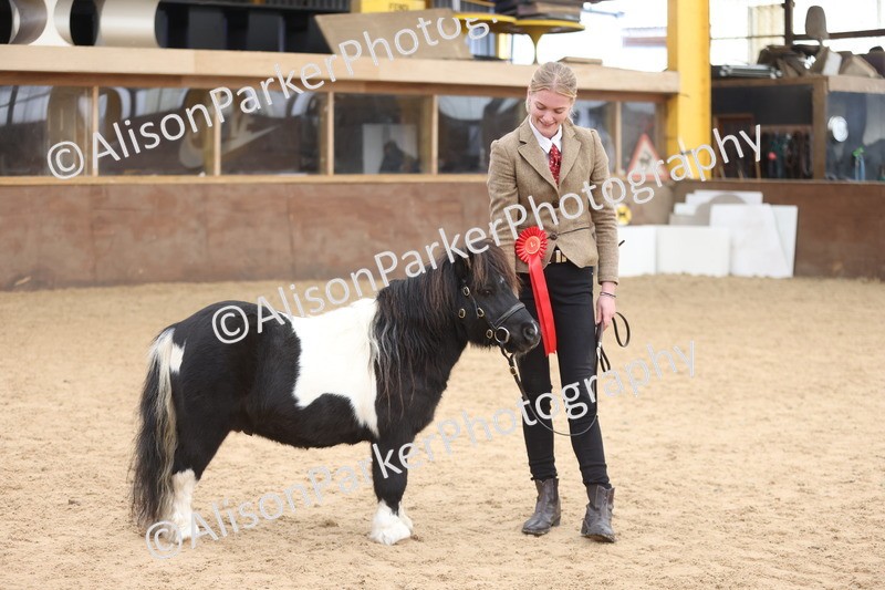 20251109-0284 - Class 12 - Stallions 4 Years and Over