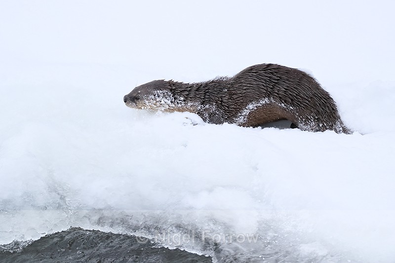 River Otter in deep snow, Yellowstone National Park, Wyoming - Otter