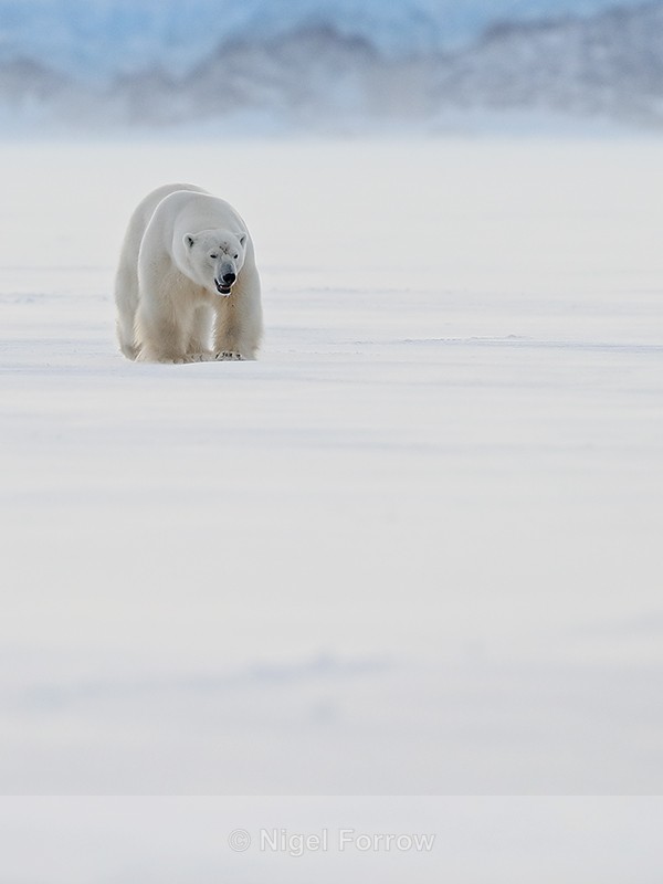 Male Polar Bear front, Svalbard, Norway - Polar Bear