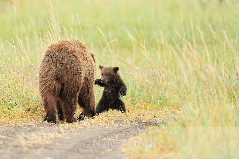 Brown Bear cub standing in front of mother, Silver Salmon Creek - Brown Bear