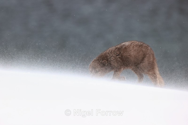Female Arctic Fox head down blowing snow, Hornstrandir, Iceland - Arctic Fox