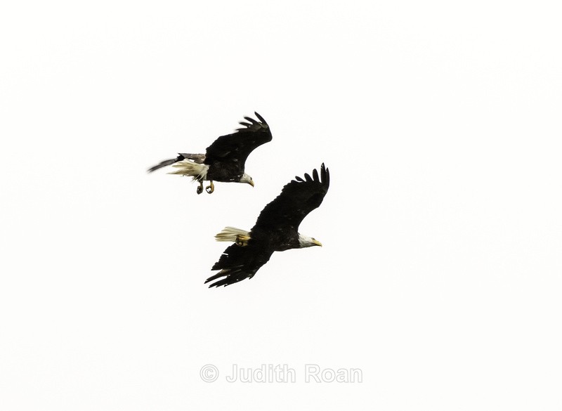 Eagle Pair - Southeast Alaska