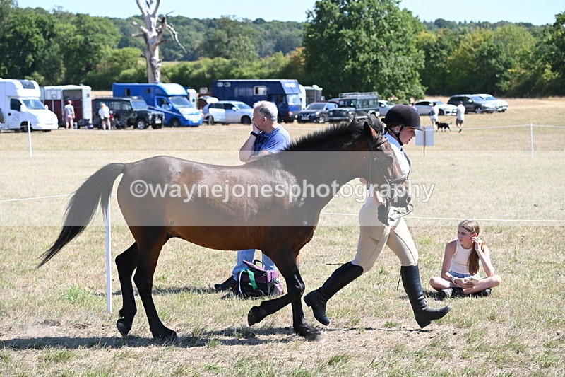 WJ6_8571 - Class 37b Best Loan Pony In-hand
