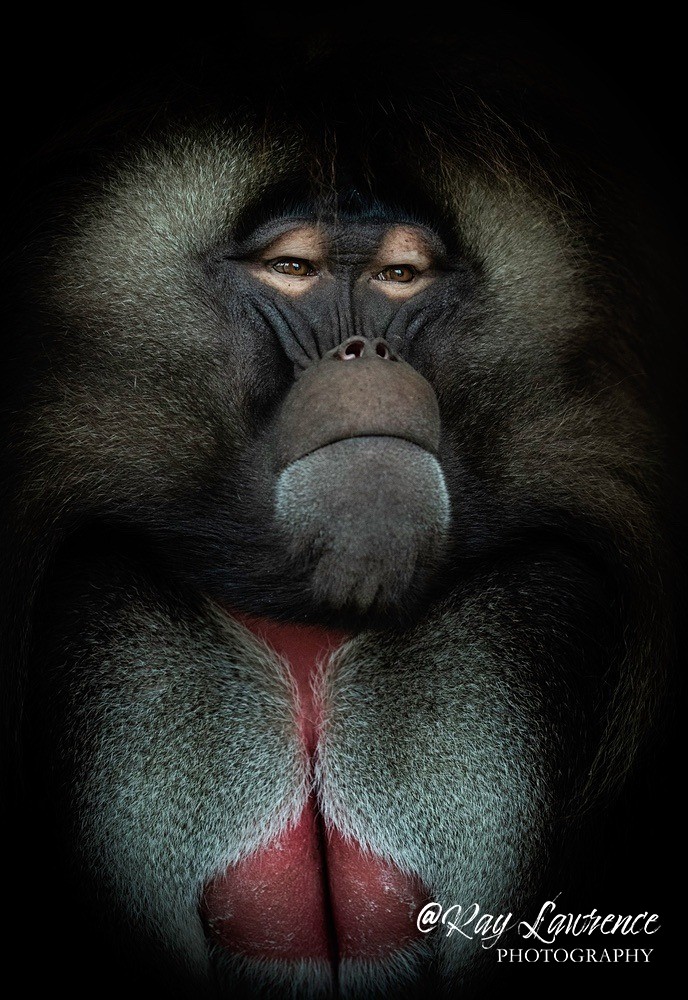 Gelada Baboon-RLP_7939 - Vulnerable and Beyond