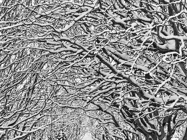 Snow and Branches. - Photographic Work.