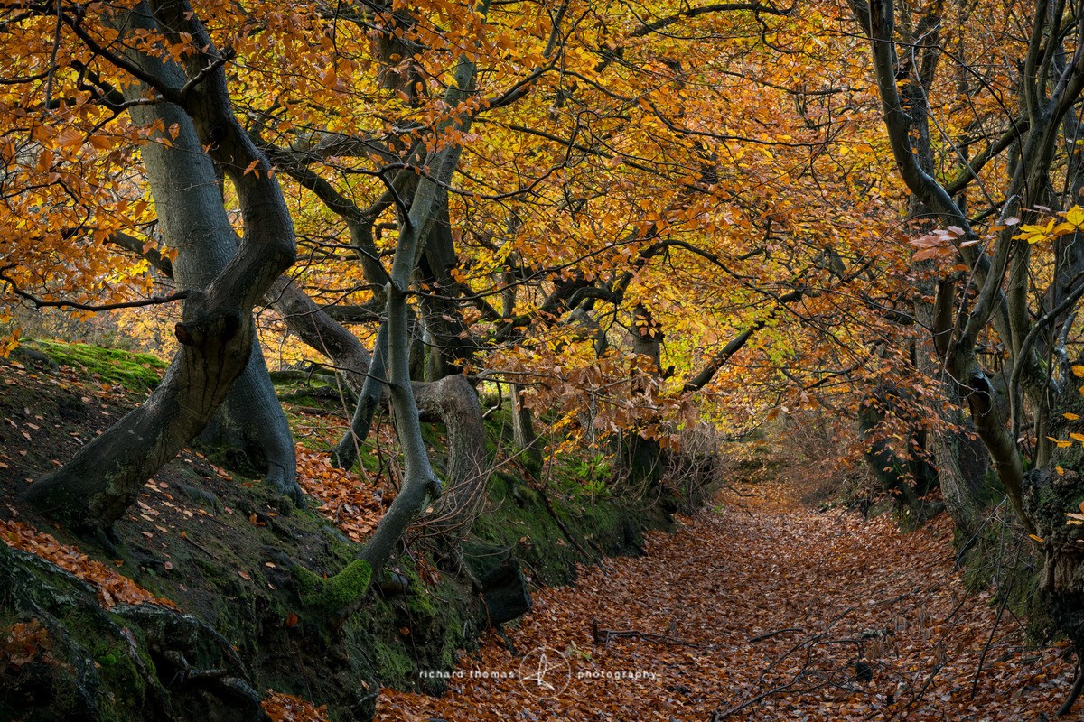 Burnham Beeches moat - Woodland
