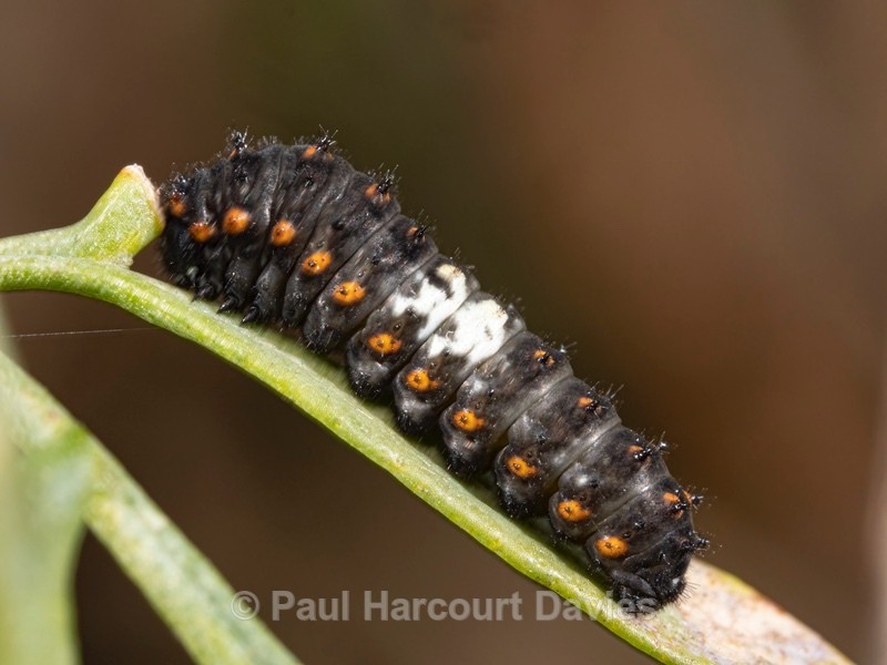 Larva of Common swallowtail (Papilio machaon) at 14 days after 2nd moult (third instar). - Ten Metres from Home 1.  (2020)