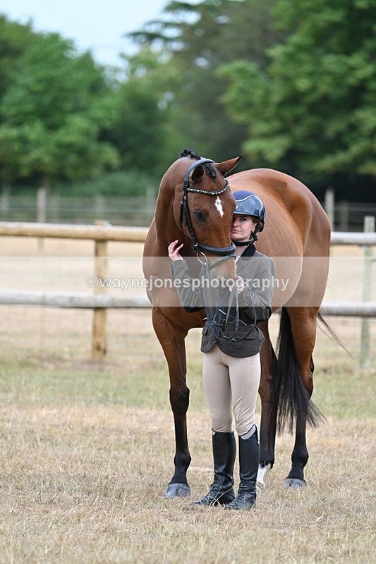 WJ7_0014 - Class 5a Most Handsome Gelding (above 14.2hh)