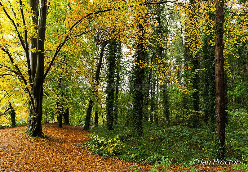 No better time! - Forest in Autumn - Autumn