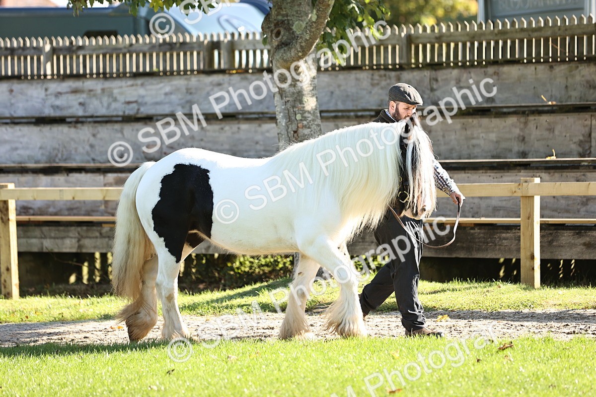 SBM_15935 - S1 - TSR in Hand Horse & Pony Showing