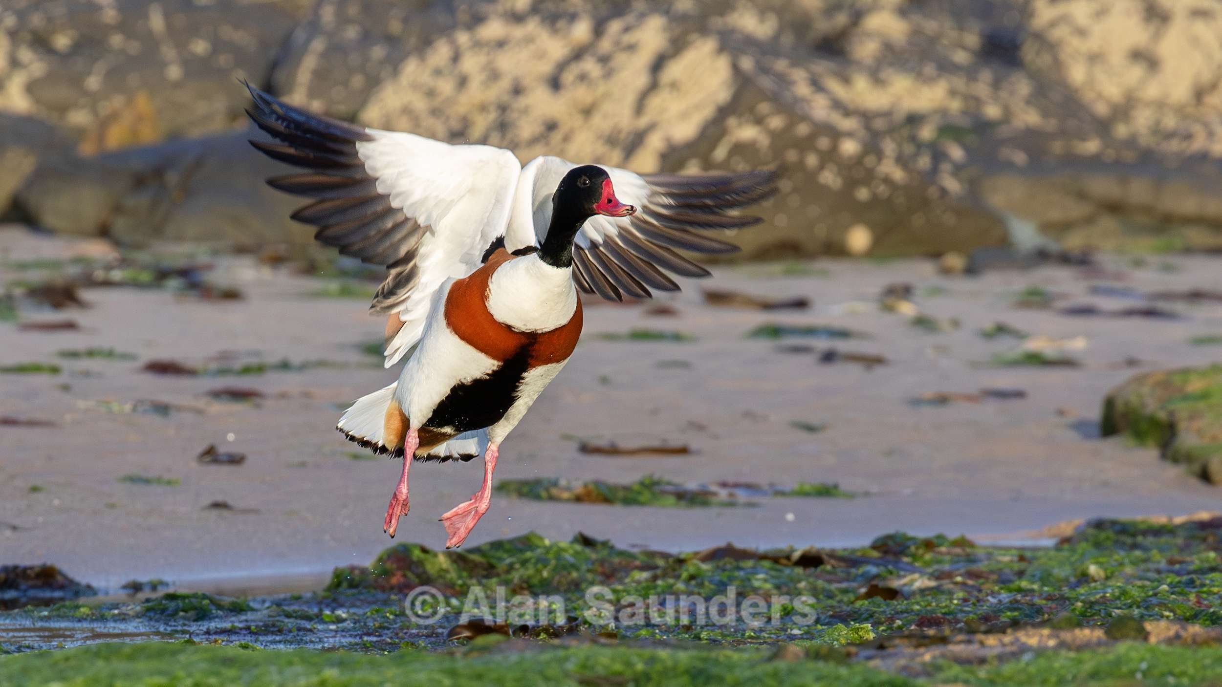 Shelduck 2