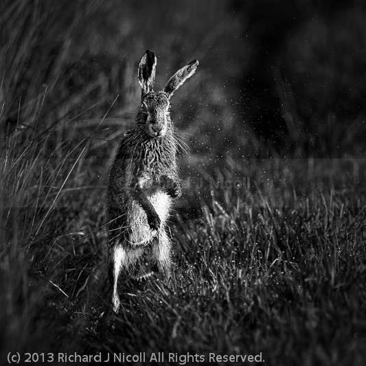 Hare drying itself - Brown Hare (Lepus europaeus)