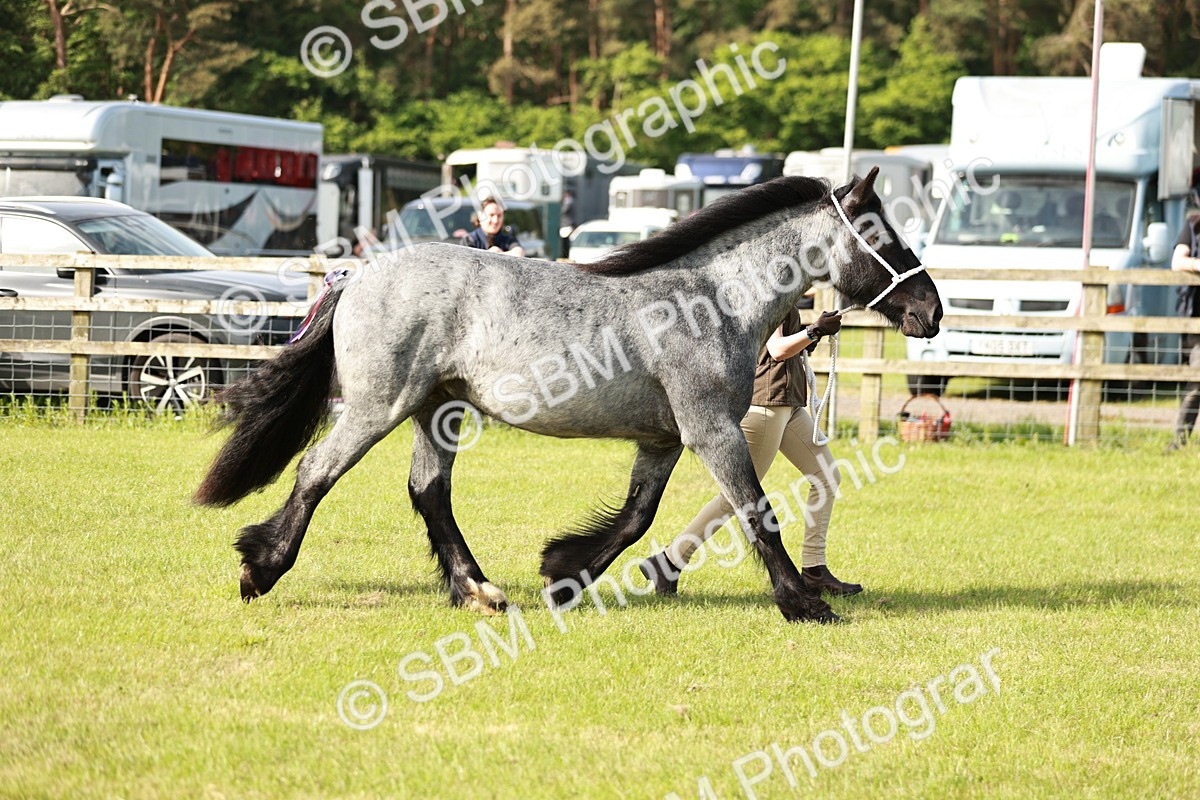 SBM_00704 - Class 14-23 - Mountain & Moorland In Hand Non Welsh