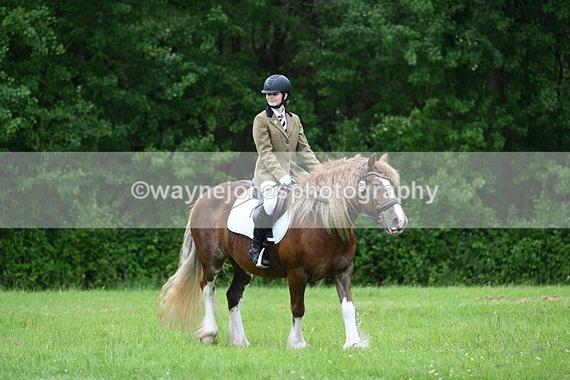 WJ7_4501 - Class 14B Prettiest Mare