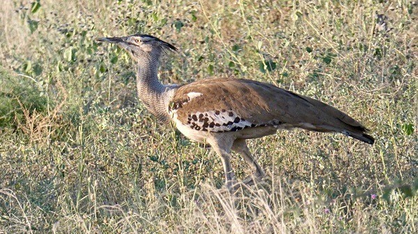 Kori Bustard - SA - BIRDS & INSECTS
