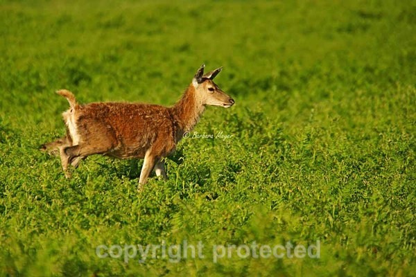 Red Deer - Bradgate Park - Bradgate Park
