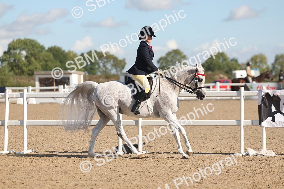 SBM_13031 - Class 305 - Ridden Foreign Breed Pure Bred