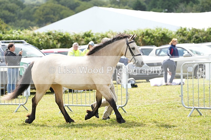 DSC05676 - Class 51: NPS M&M 4 years and over Large Breeds