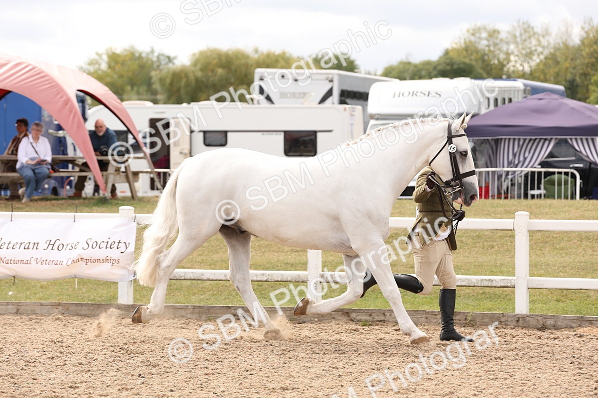 SBM_14646 - Class 208 - IH Veteran Horse