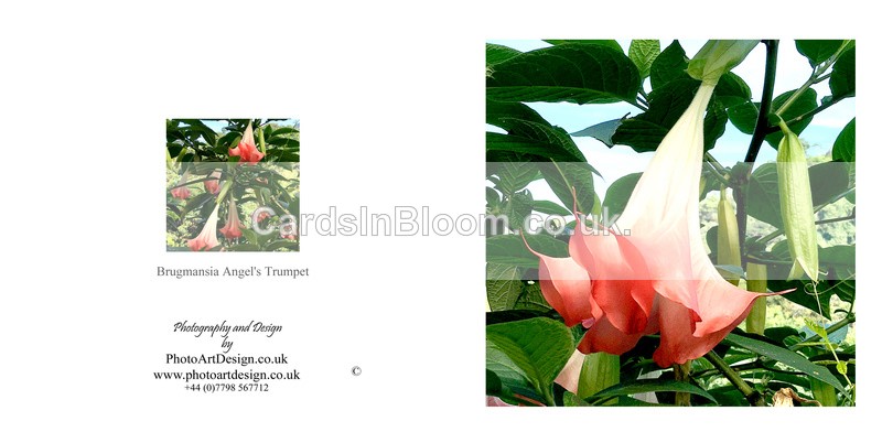 010 Brugmansia Angel Trumpet - FLORAL GREETING CARDS