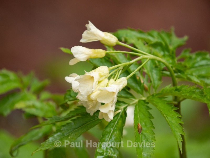 9-leaved bittercress (Cardamine enneaphyllos) - Wild Flowers - 2