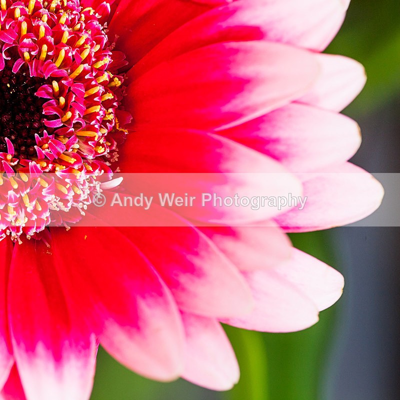 20130212-_MG_2504 - Plants & Flowers