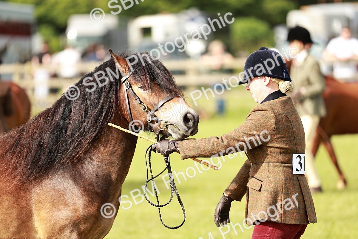 SBM_00495 - Class 14-23 - Mountain & Moorland In Hand Non Welsh