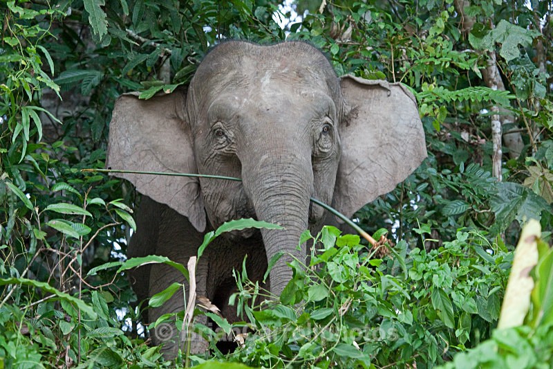 Pygmy Elephant, Sabah, Borneo - Wildlife