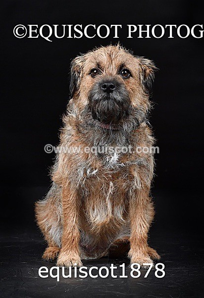 equiscot1878 - ODIE & TIA