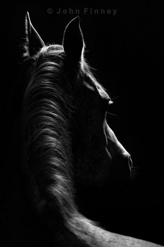 Stallion - Extraordinary Black-and-white Photographs