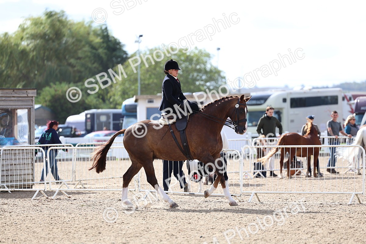 SBM_10806 - Class 305 - Ridden Foreign Breeds - Pure Bred