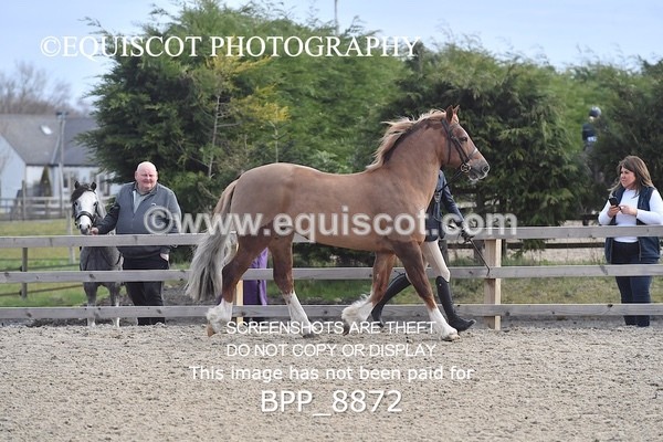 BPP_8872 - RING 2 - M&M