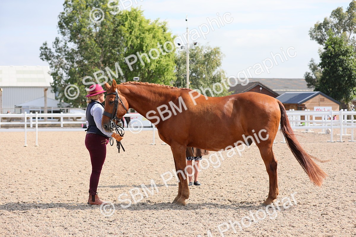 SBM_15776 - Class 312 IH Competition Horse/Pony