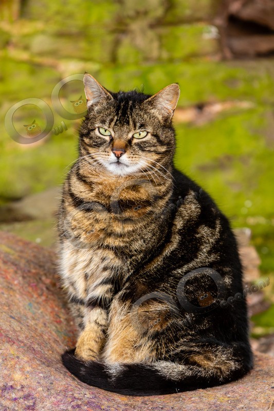Cat domestic-2523 - Pet Photography