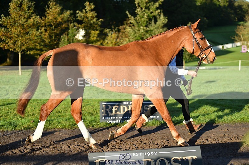 231022-090508-21553 - 606-GOLDEN.HEART.BREAKER-Emily.R.Vincent-TrotUp+SJ