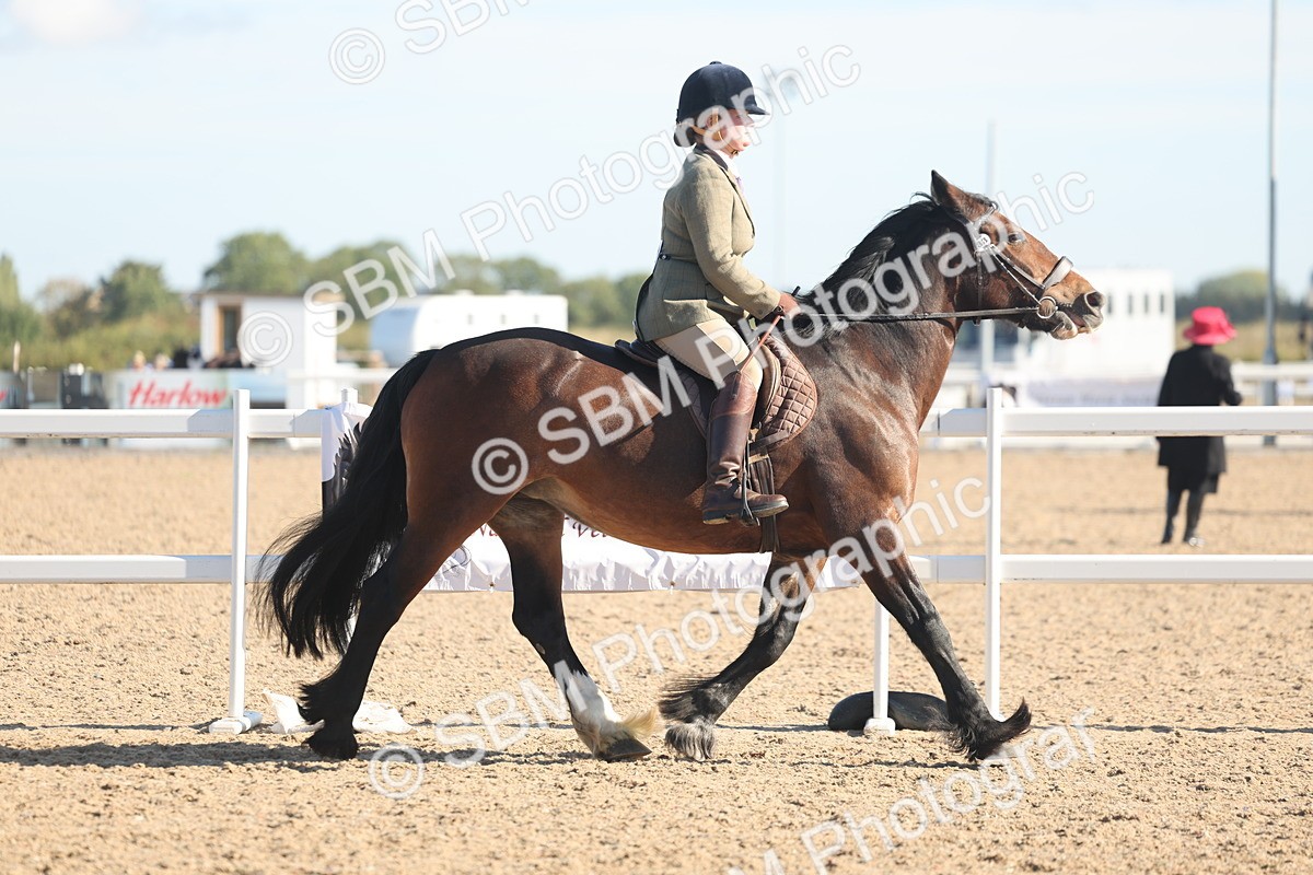 SBM_12288 - Class 304 - Ridden part Bred Horse Pony
