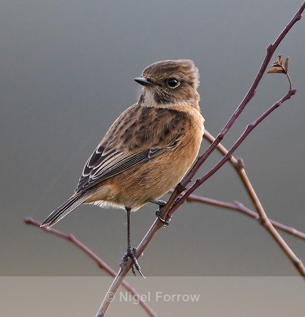 Stonechat (female) perched on a branch - Stonechat