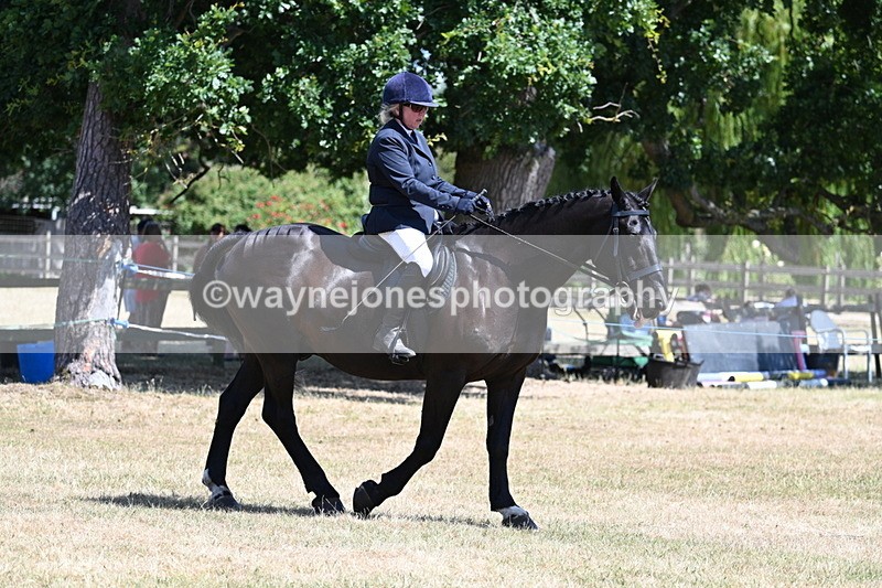 WJ7_2843 - Class 7 Riding Club Show Horse