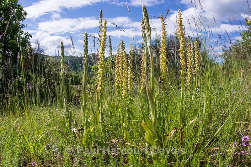  - Plants: wide-angle