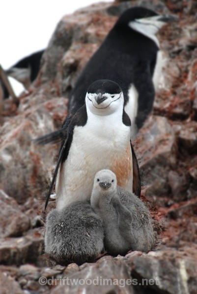 Chinstrap with chicks - Antarctica