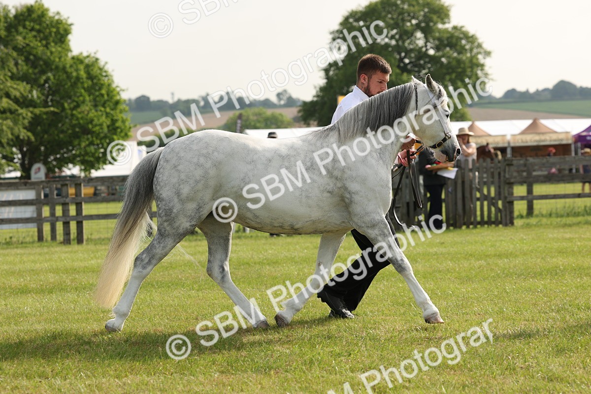 SBM_00545 - Class 6-13 - Mountatin and Moorland In Hand Welsh Breeds