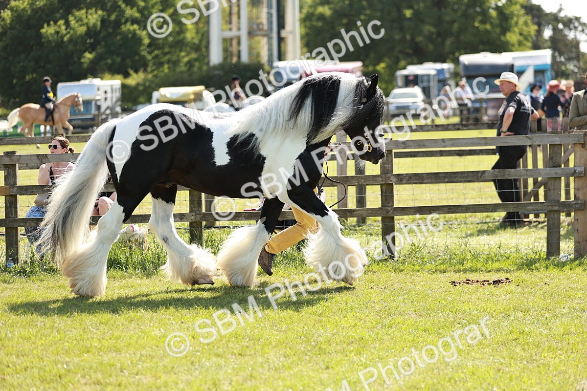 SBM_08953 - Class 63-65 - Traditional Gypsy Cobs In Hand & Ridden