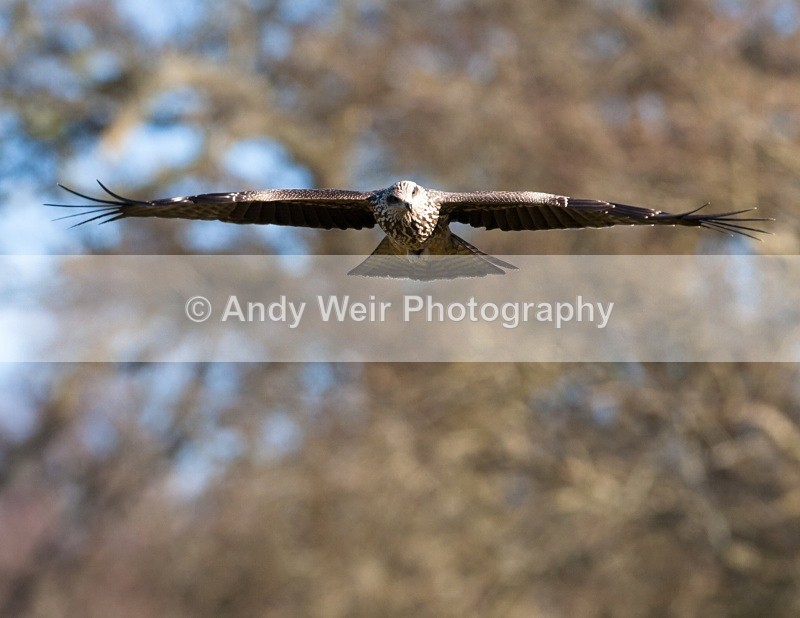 20100130-IMG_2736 272 - Black Kite