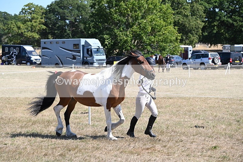WJ6_8540 - Class 37b Best Loan Pony In-hand