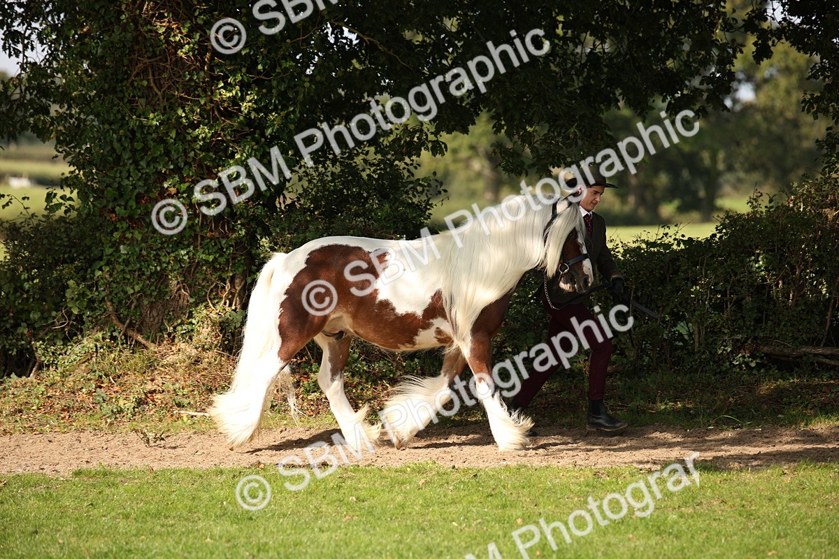SBM_62205 - S55 - Traditional Cob In Hand
