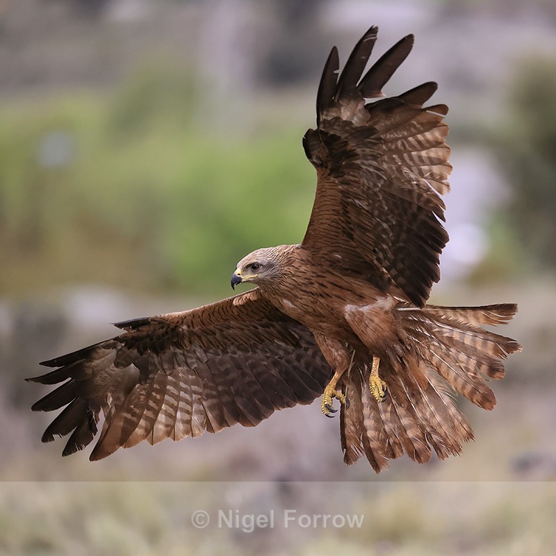 Black Kite wings spread, Catalonia, Spain - Black Kite